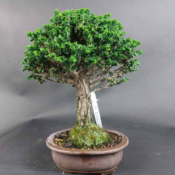 Bonsai - Japanese False Cypress, Chamaecyparis obtusa Sekka Hinoki