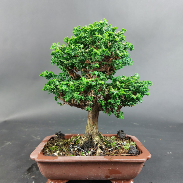 Bonsai - Scheinzypresse, Chamaecyparis obtusa Sekka Hinoki Shohin