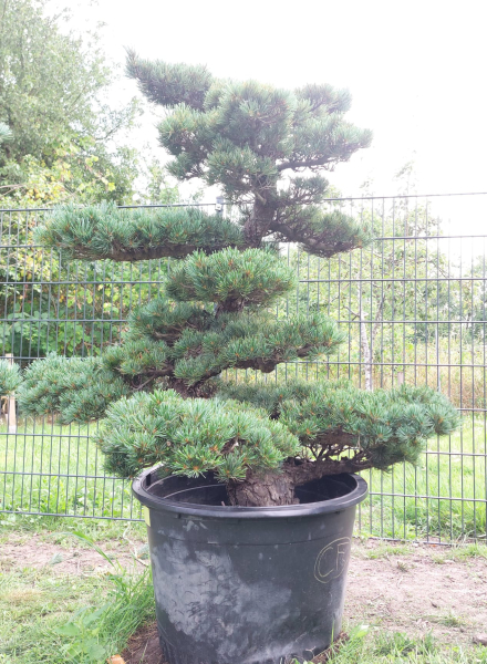 Gartenbonsai, Niwaki - Mädchenkiefer, Pinus Pentaphylla
