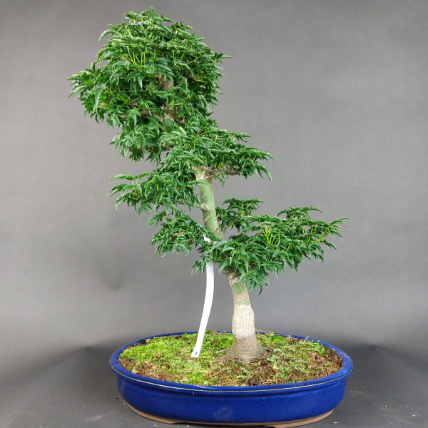 Bonsai - Löwenkopfahorn, Acer Palmatum Shishigashira