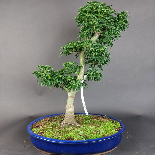 Bonsai - Löwenkopfahorn, Acer Palmatum Shishigashira