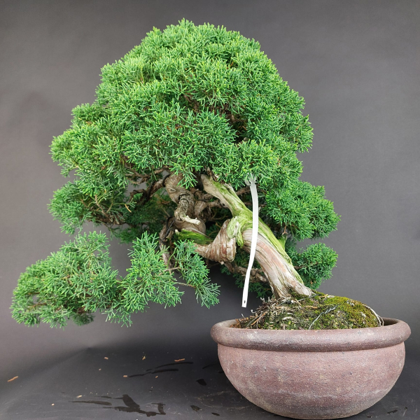 Bonsai - Wacholder, Juniperus Chinensis Kishu, Japan