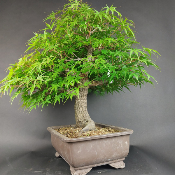 Bonsai - Fächerahorn, Acer Palmatum Arakawa