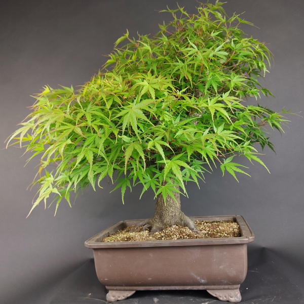 Bonsai - Fächerahorn, Acer Palmatum Arakawa