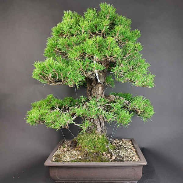 Bonsai - Japanese Black Pine, Pinus Thunbergii