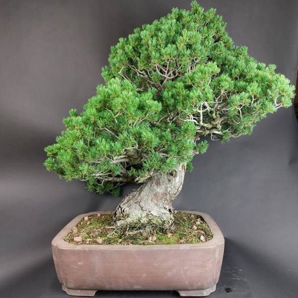 Bonsai - Mädchenkiefer, Pinus Pentaphylla Zuisho, Japan
