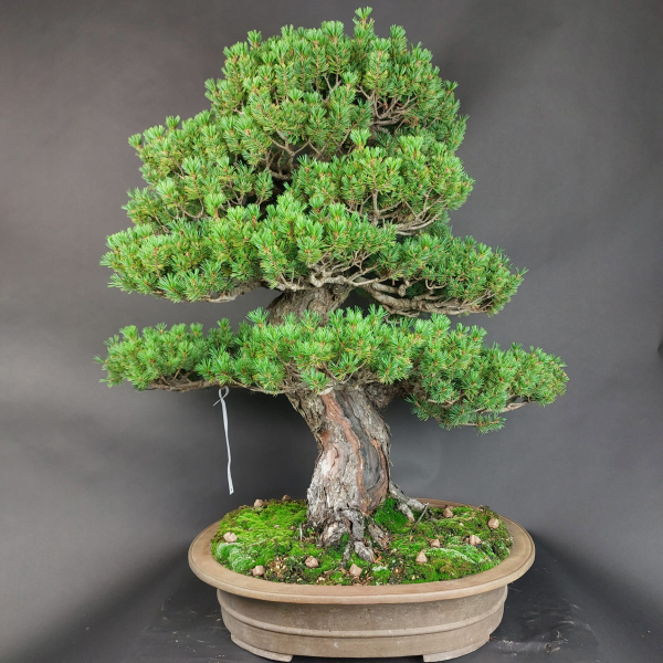 Bonsai - Japanese White Pine, Pinus Pentaphylla Zuisho
