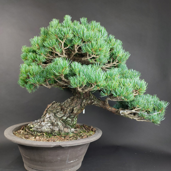 Bonsai - Mädchenkiefer, Pinus Pentaphylla, Japan