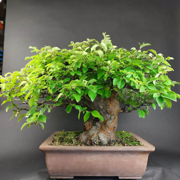 Bonsai - Quitte, Cydonia Sinensis