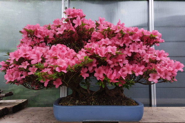 Bonsai - Japanese Satsuki Azalea, Osakazuki