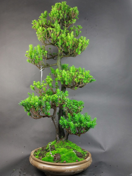 Bonsai - Jap. Eibe, Taxus Cuspidata