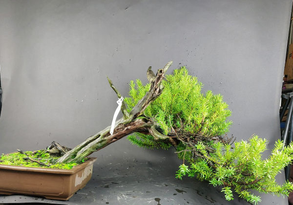 Bonsai - Japanese Jew, Taxus Cuspidata