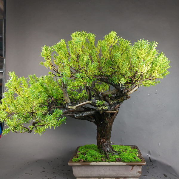 Bonsai - Jap. Eibe, Taxus Cuspidata