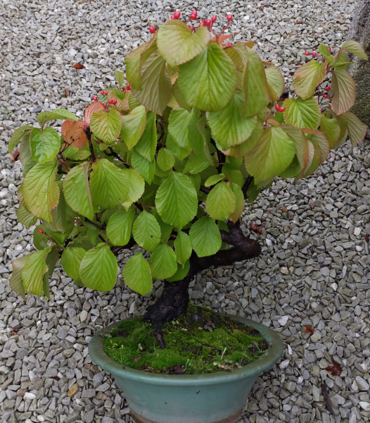 Bonsai - Snowball, Viburnum dilatatum