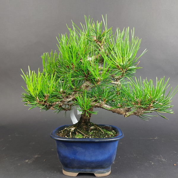 Bonsai - Pinus Thunbergii, Schwarzkiefer, Shohin, Japan