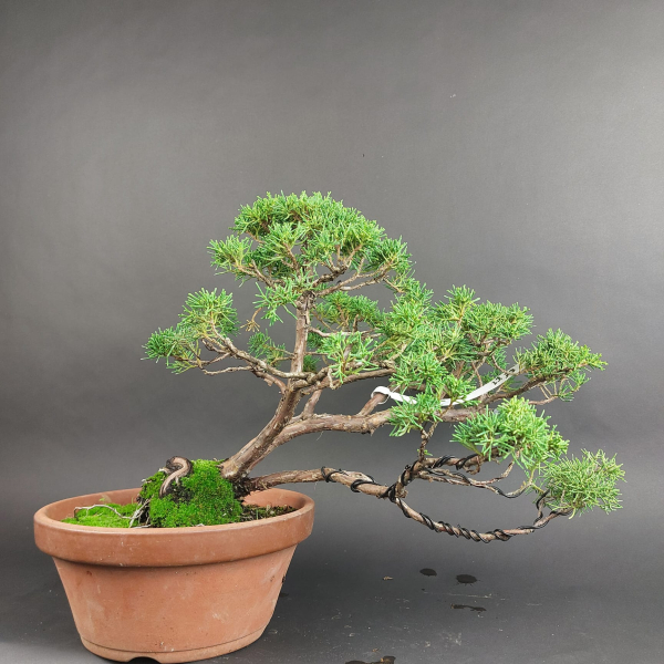 Bonsai - Wacholder, Juniperus Chinensis
