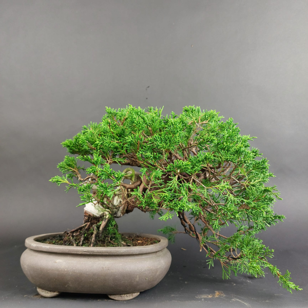 Bonsai - Japanese Juniper, Juniperus Chinensis, Shohin