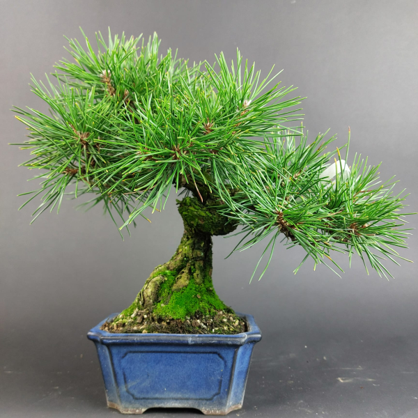 Bonsai - Japanese Black Pine, Pinus Thunbergii