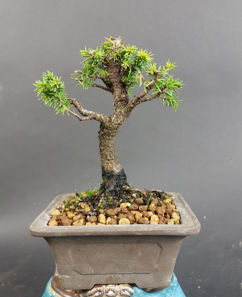Bonsai - Ajanfichte, Picea Jezoensis, Shohin