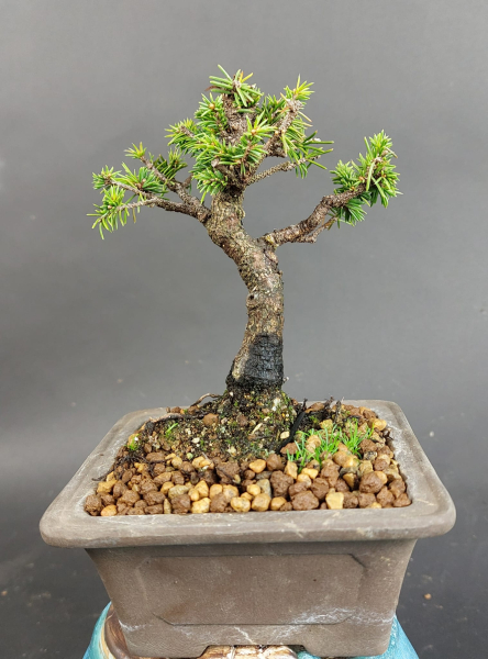Bonsai - Ajanfichte, Picea Jezoensis, Shohin