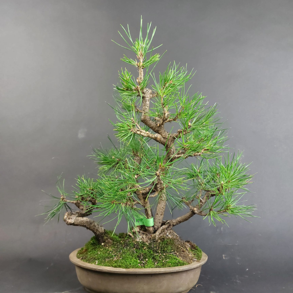 Bonsai - Schwarzkiefer, Pinus Thunbergii, Japan