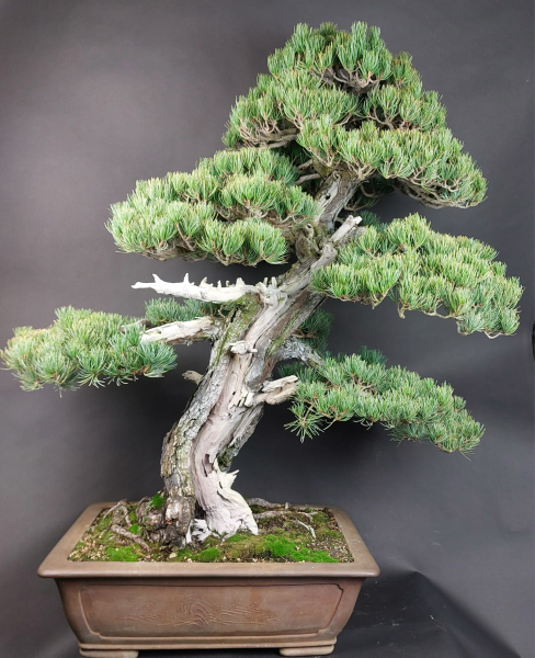 Bonsai - Japanese White Pine, Pinus Pentaphylla, World Bonsai Convention, Saitama