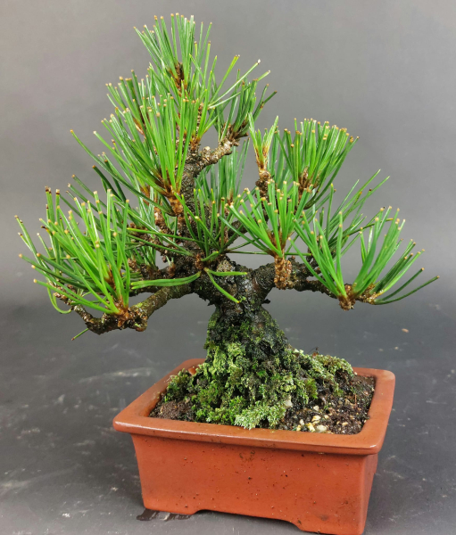 Bonsai - Pinus Thunbergii, Schwarzkiefer, Shohin, Japan