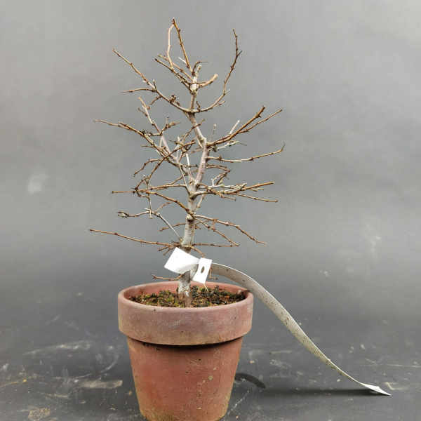Bonsai - Zelkova Serrata, Shohin