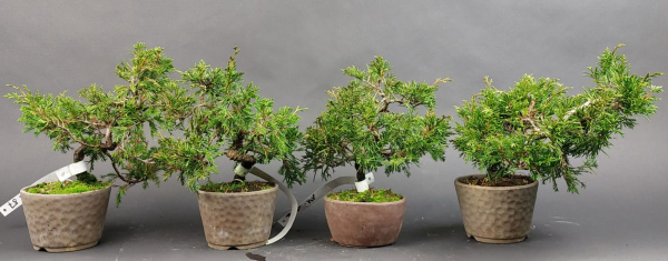 Bonsai - Wacholder, Juniperus Chinensis Shohin, Japan, Preis pro Stück/Pflanze
