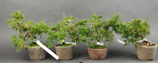 Bonsai - Wacholder, Juniperus Chinensis Shohin, Japan, Preis pro Stück/Pflanze