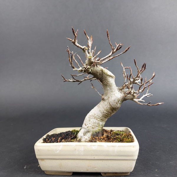 Bonsai - Japanese Beech, Fagus Crenata, Shohin