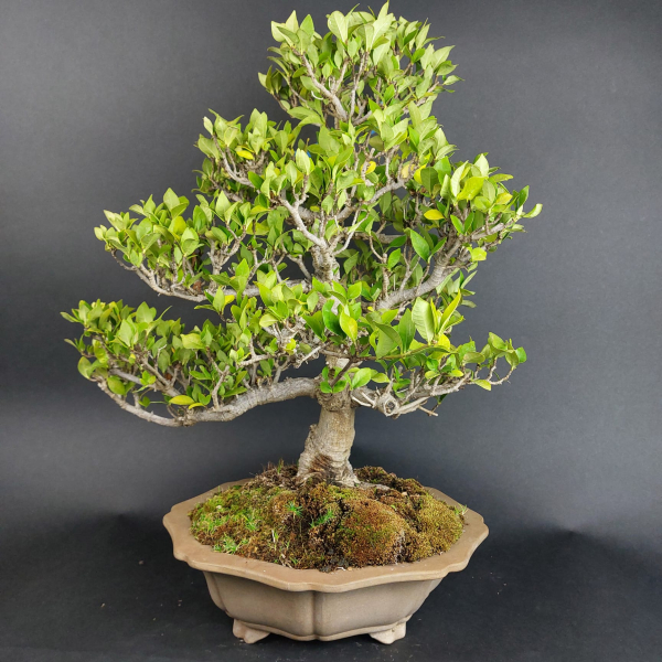 Bonsai - Gardenia jasminoides