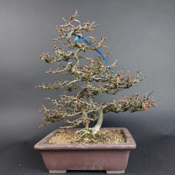 Bonsai - Quince, Chaenomeles speciosa, Chojubai