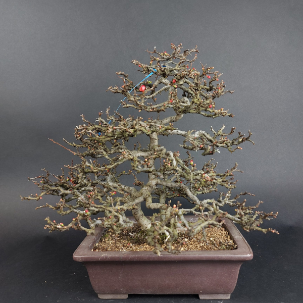 Bonsai - Quince, Chaenomeles speciosa, Chojubai