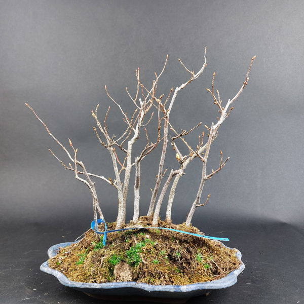 Bonsai - Hainbuche, Carpinus Laxiflora Forest, Japan