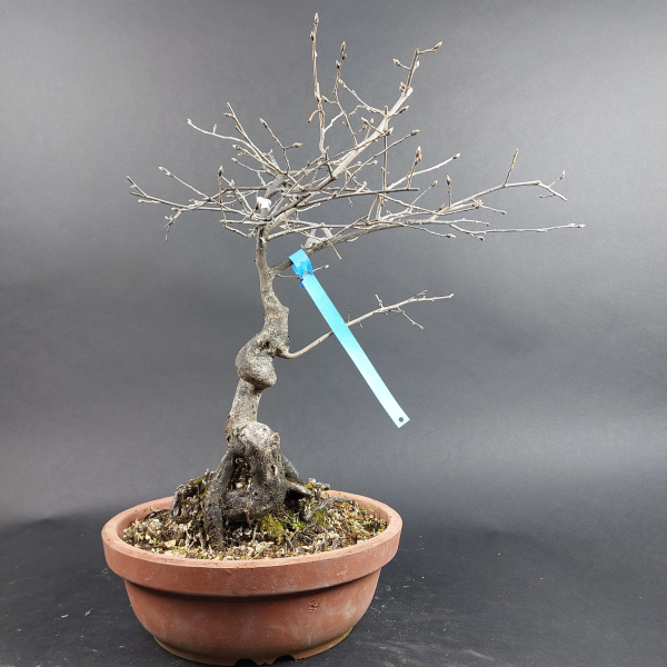 Bonsai - Diospyros Kaki, female, Red