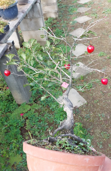 Bonsai - Diospyros Kaki, female, Red