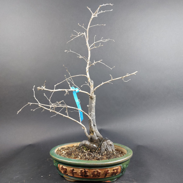 Bonsai - Diospyros Kaki, female