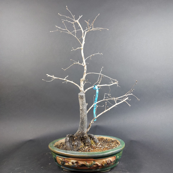 Bonsai - Diospyros Kaki, female