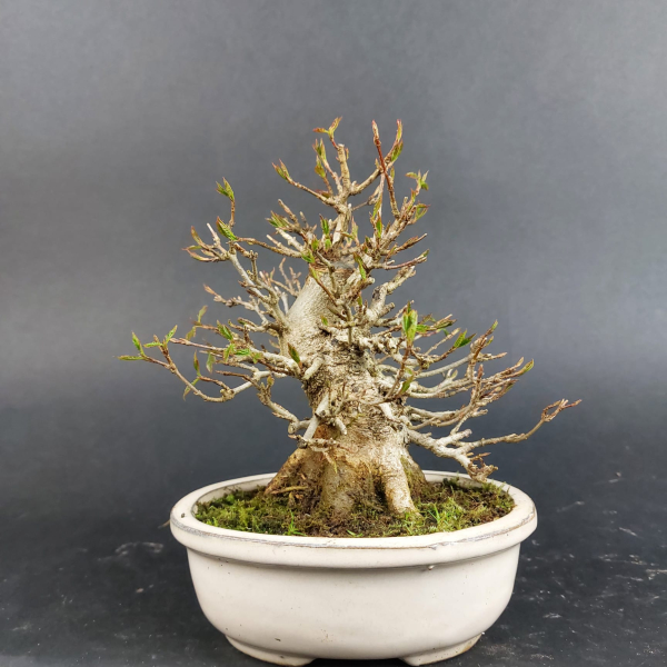 Bonsai - Dreispitzahorn, Acer Buergerianum Shohin