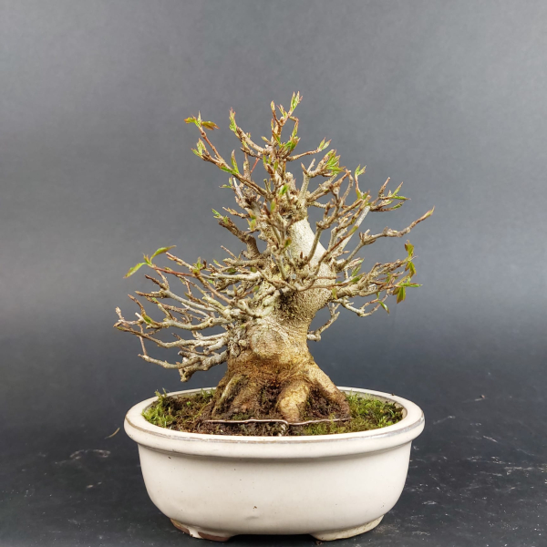 Bonsai - Dreispitzahorn, Acer Buergerianum Shohin