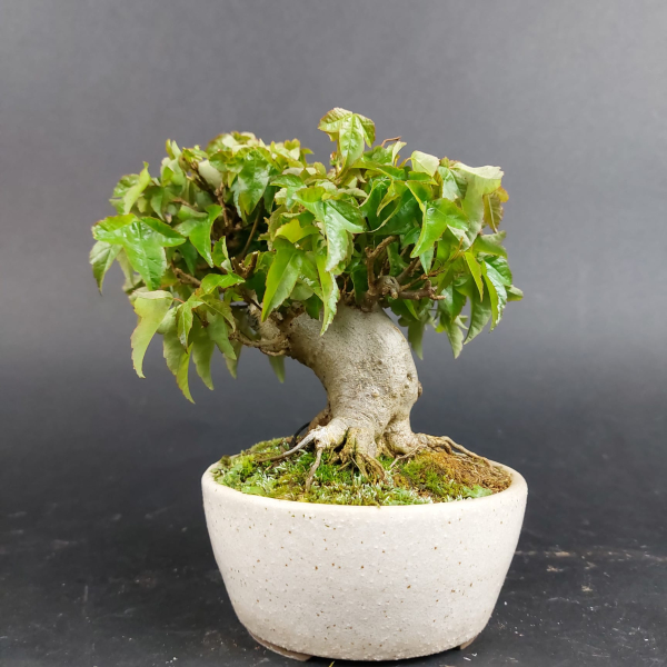 Bonsai - Dreispitzahorn, Acer Buergerianum Shohin