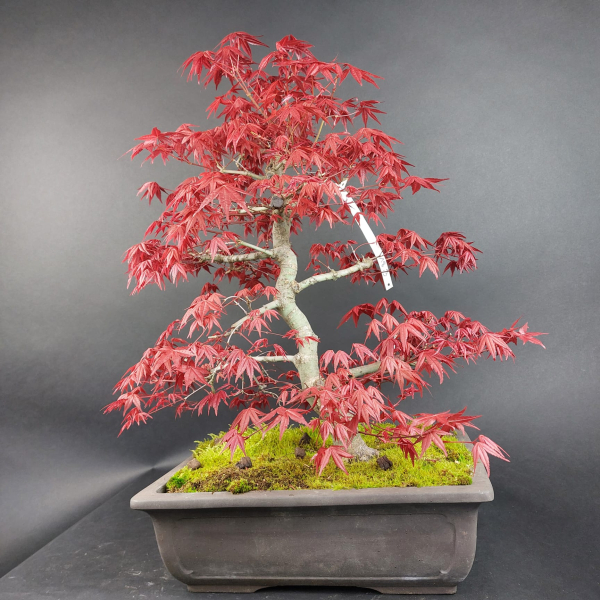 Bonsai - Fächerahorn, Acer Palmatum Deshojo