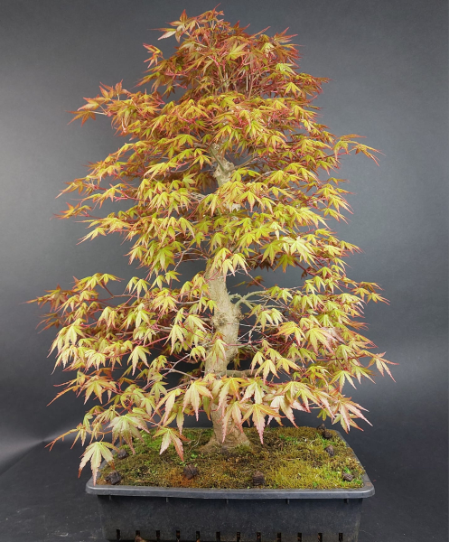 Bonsai - Fächerahorn, Acer Palmatum