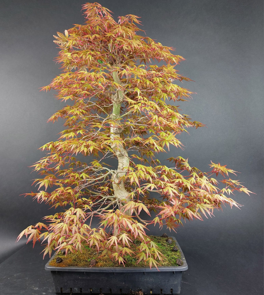 Bonsai - Fächerahorn, Acer Palmatum