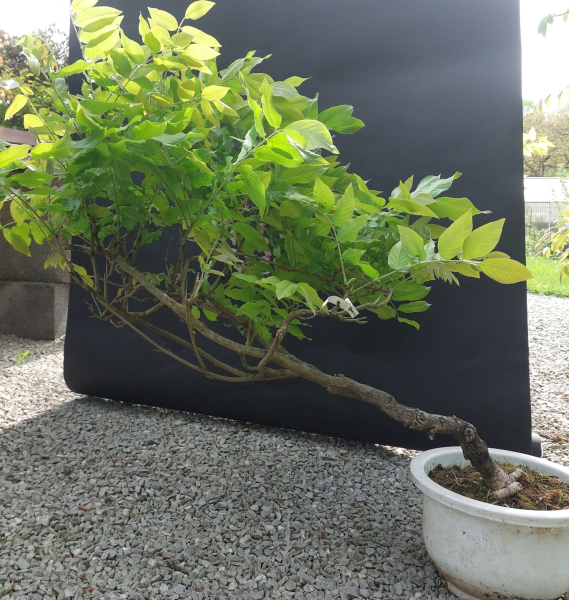 Bonsai - Wisteria Blauregen, Japan