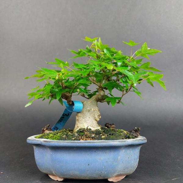 Bonsai - Trident Maple, Acer Buergerianum, Shohin