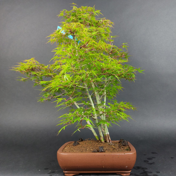 Bonsai - Fächerahorn, Acer Palmatum Yukihime
