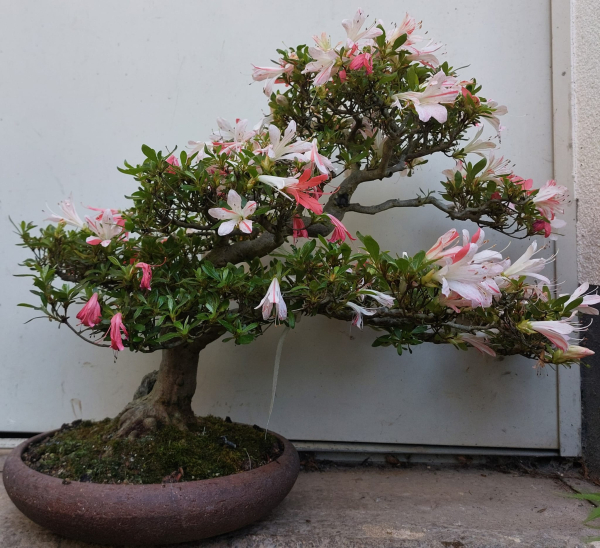 Bonsai - Japanese Satsuki Azalea, Nanbanishiki