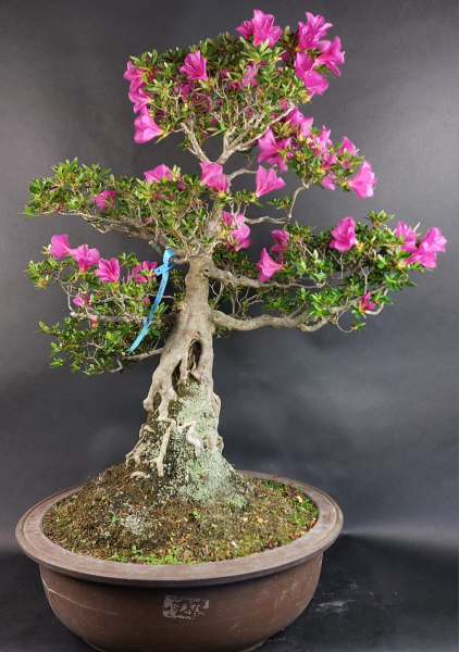 Bonsai - Japanese Satsuki Azalea, Hoshi-no-Kagayaki